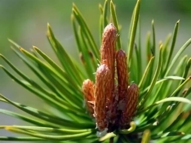pine buds upang gamutin ang pananakit ng leeg