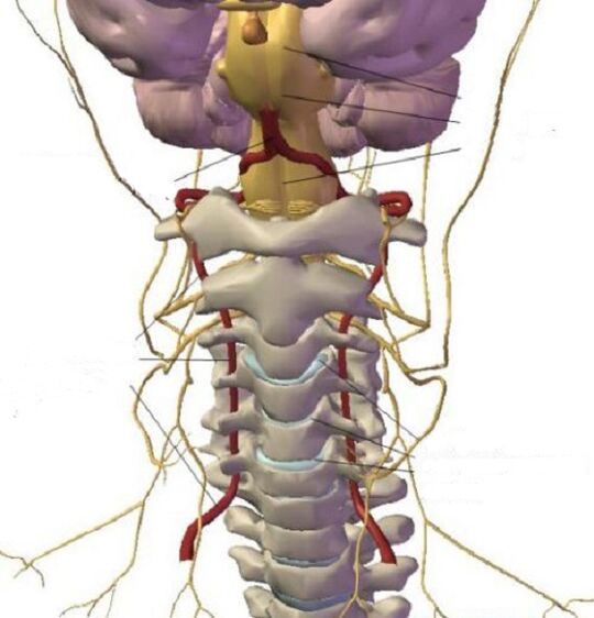 Ang istraktura ng rehiyon ng cervical